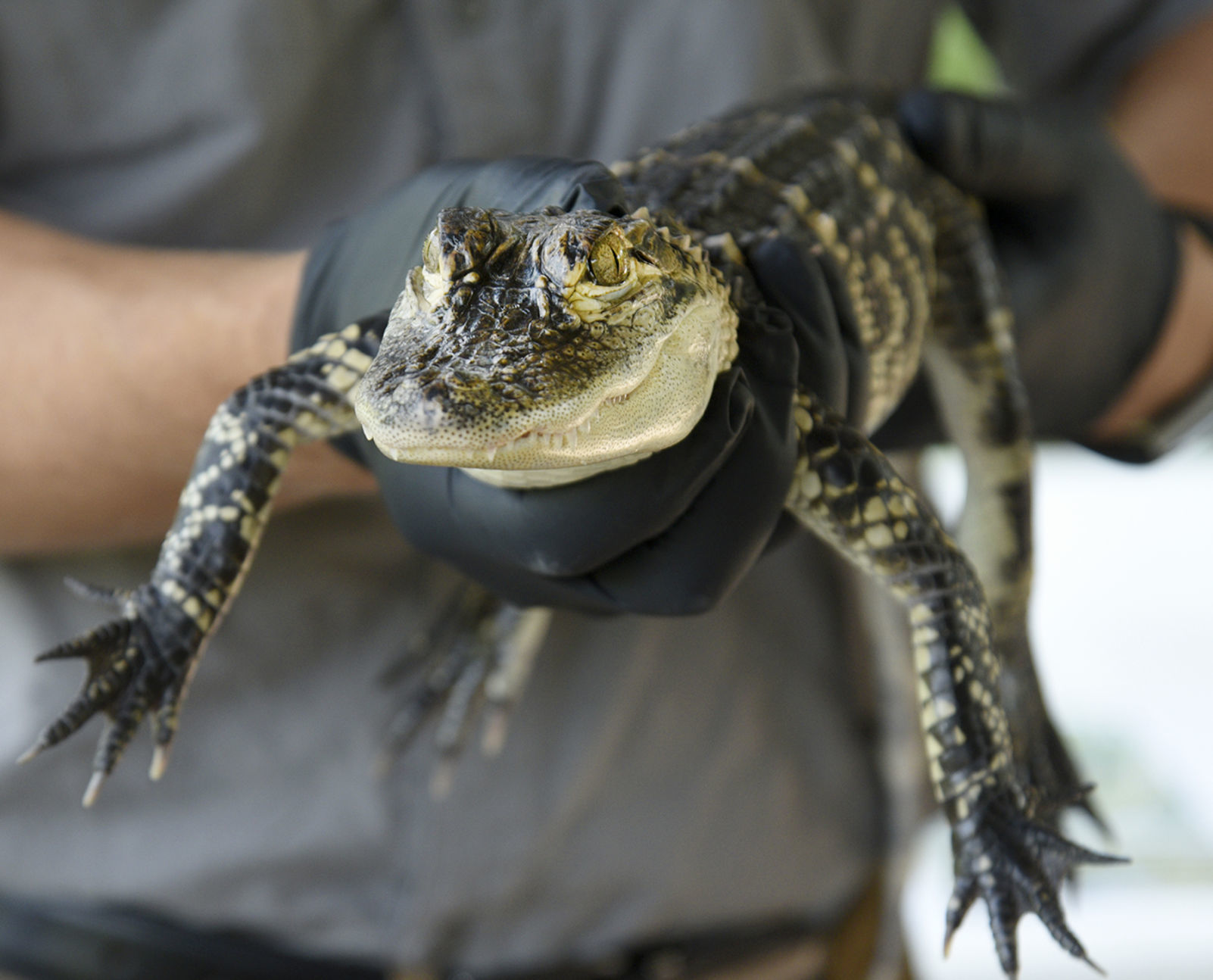 gatorology